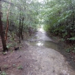 Einsamer Waldweg mit regennassem Boden