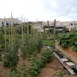 Großer Garten mit grünen Tomatenstauden und einem bepflanzten Hochbeet