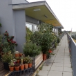 Kakteen, Rosen und weitere Grünpflanzen auf langgezogener Terrasse