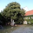 Einzelne Personen in Innenhof vor Efeubewachsener Fassede unter großem altem Baum