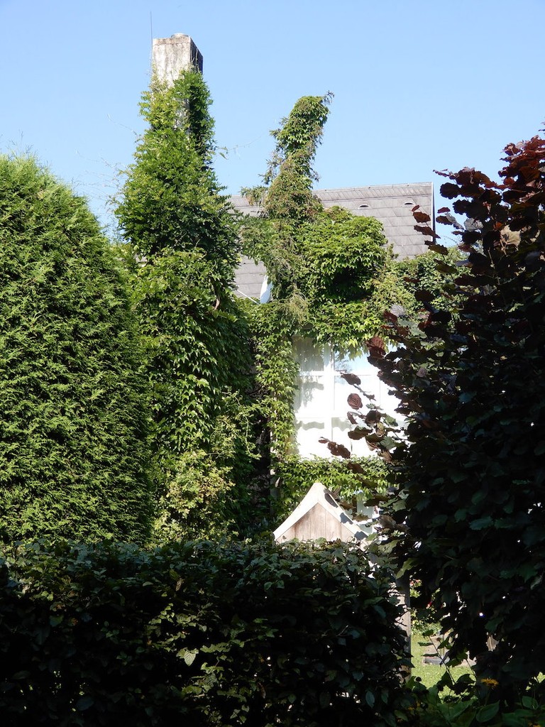 Dicht mit Efeu bewachsener Hausteil bei Sonnenschein
